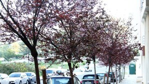 En rad parkerade bilar längs en trottoar, med träd i full blom.