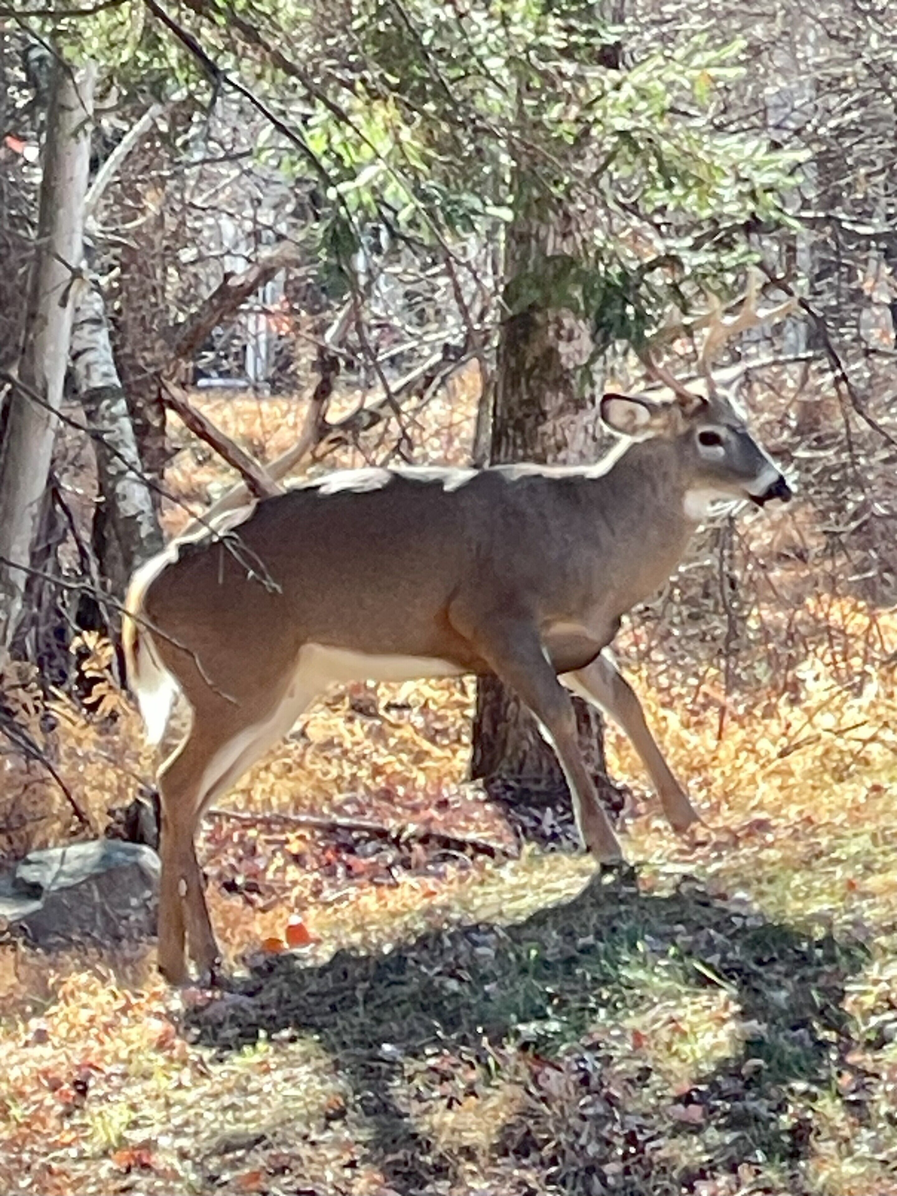A deer in a wooded area with trees and fallen leaves.