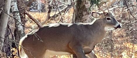 A deer in a wooded area with trees and fallen leaves.