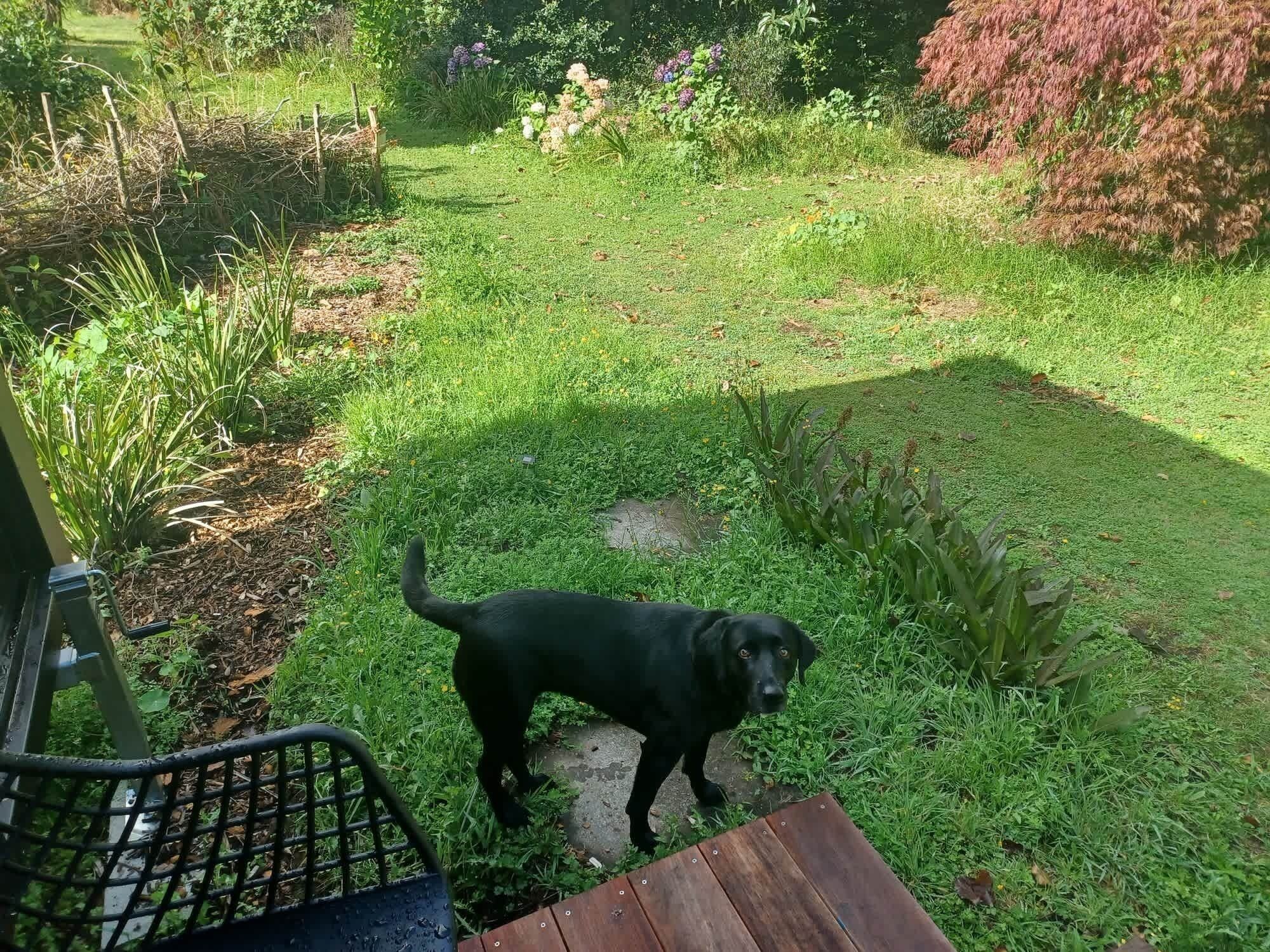 Un chien noir se tient sur une terrasse en bois, dans un jardin où l’on peut voir de l’herbe verte et diverses plantes.