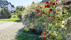 Un giardino con rose rosse e bianche, un sentiero in pietra e un edificio sullo sfondo.