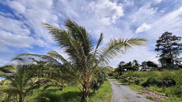 A gravel path flanked by palm trees and greenery, leading towards a dense forest. - Kuan Mapraw Villa 3 (Phatthalung)