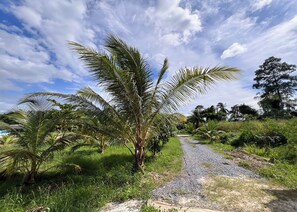 A gravel path flanked by palm trees and greenery, leading towards a dense forest. - Kuan Mapraw Villa 3 (Phatthalung)