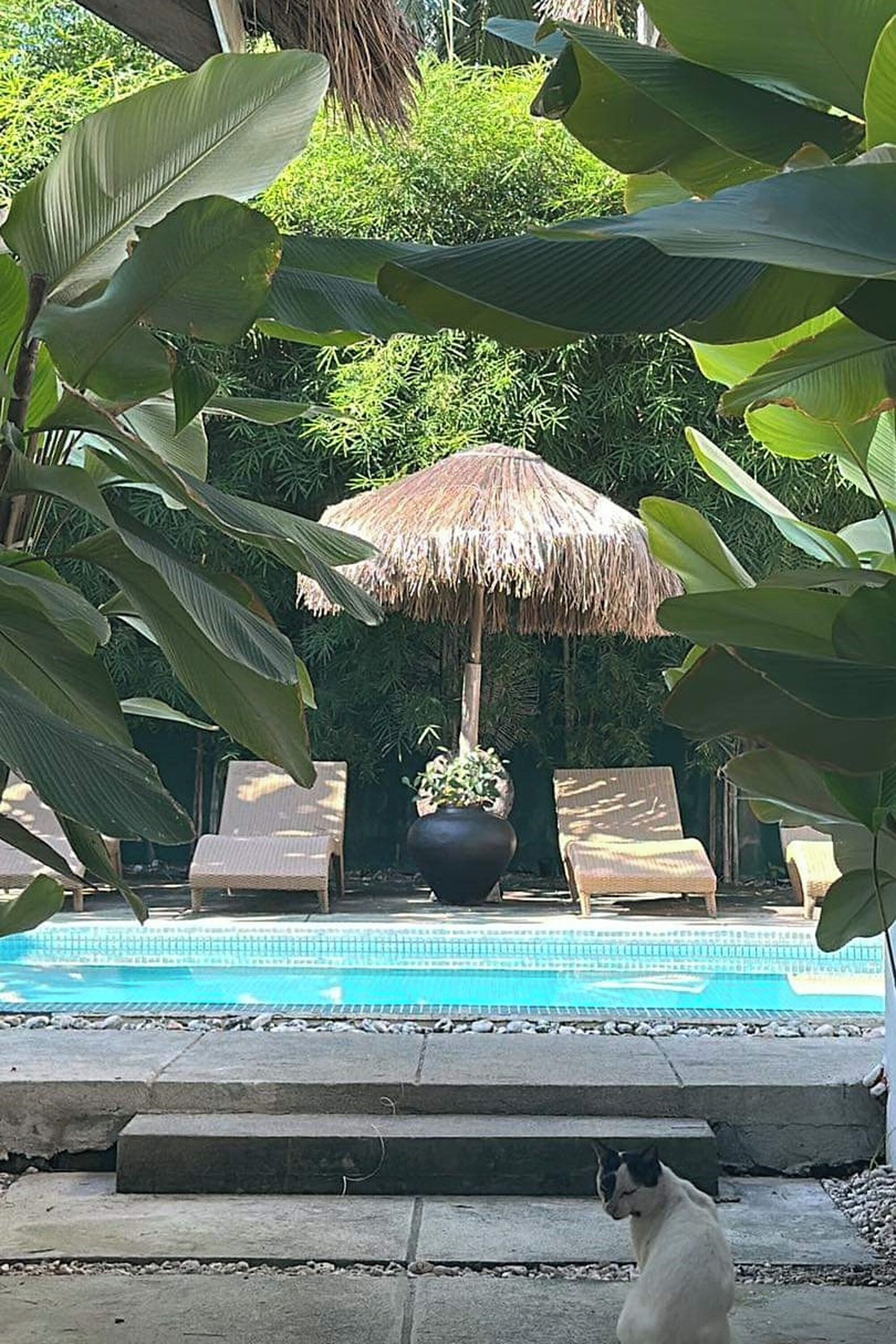 A pool area with lounge chairs, a thatched umbrella, and a cat.