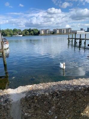 Enjoy serene waterfront views with a swan gliding across the calm water.