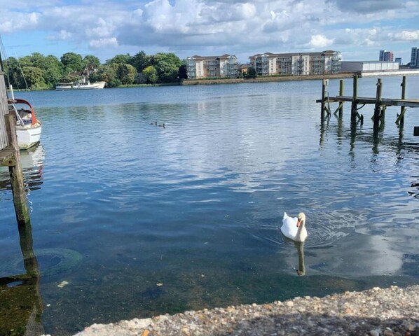 Guests can enjoy serene views of the lake and watch swans swim in the calm waters.