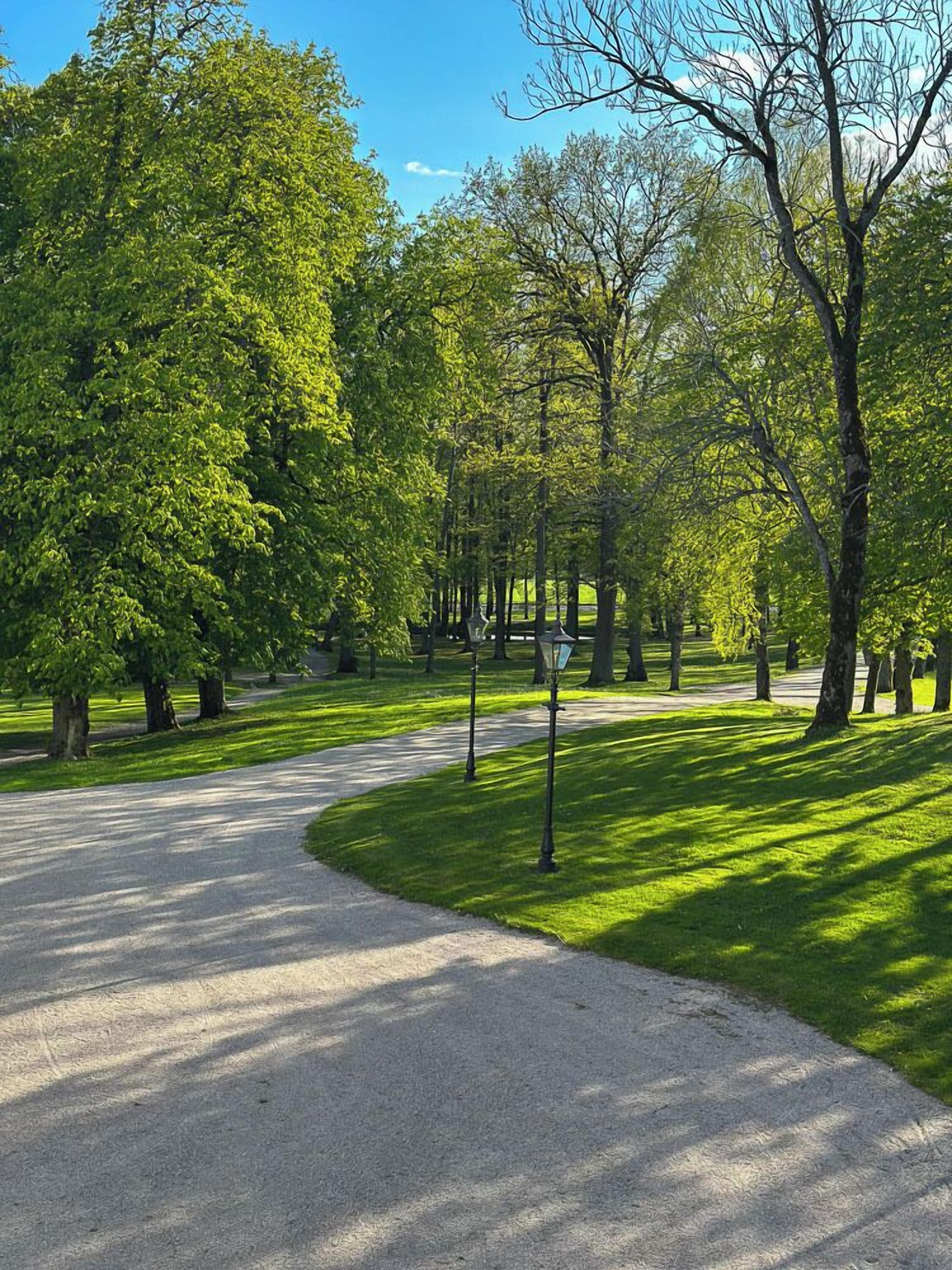 A paved pathway in a park with trees and grass.