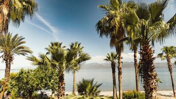 A serene lakeside view with palm trees and a clear sky.