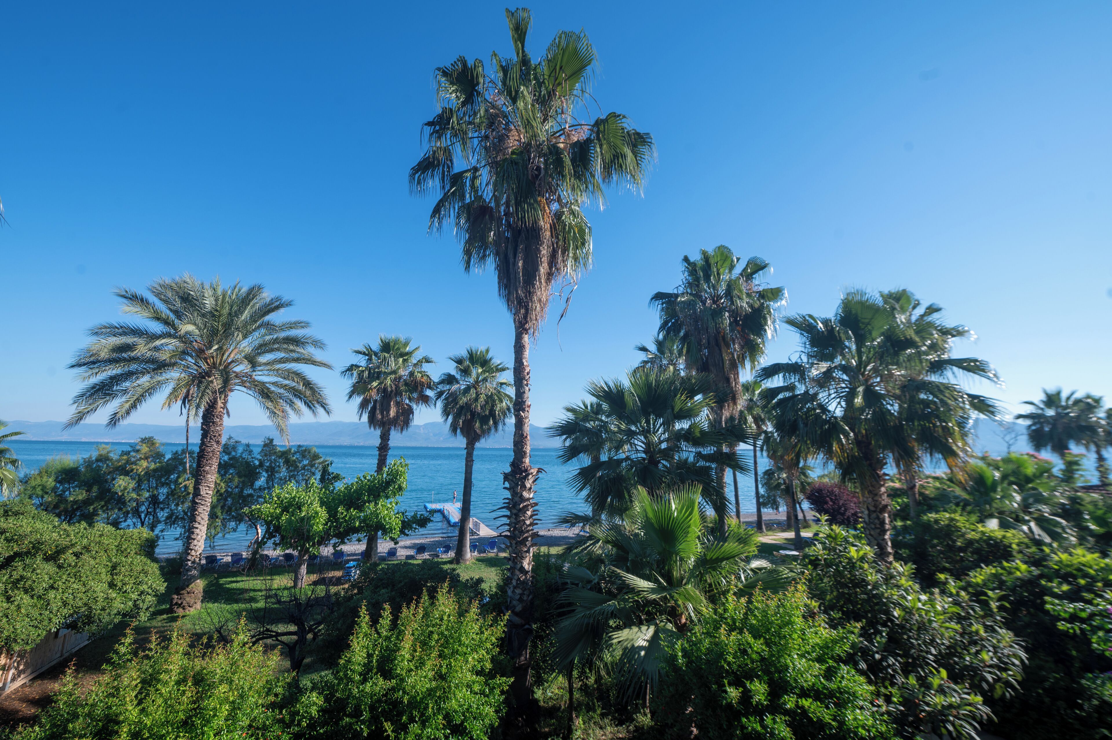 A coastal landscape with palm trees and a clear view of the sea.