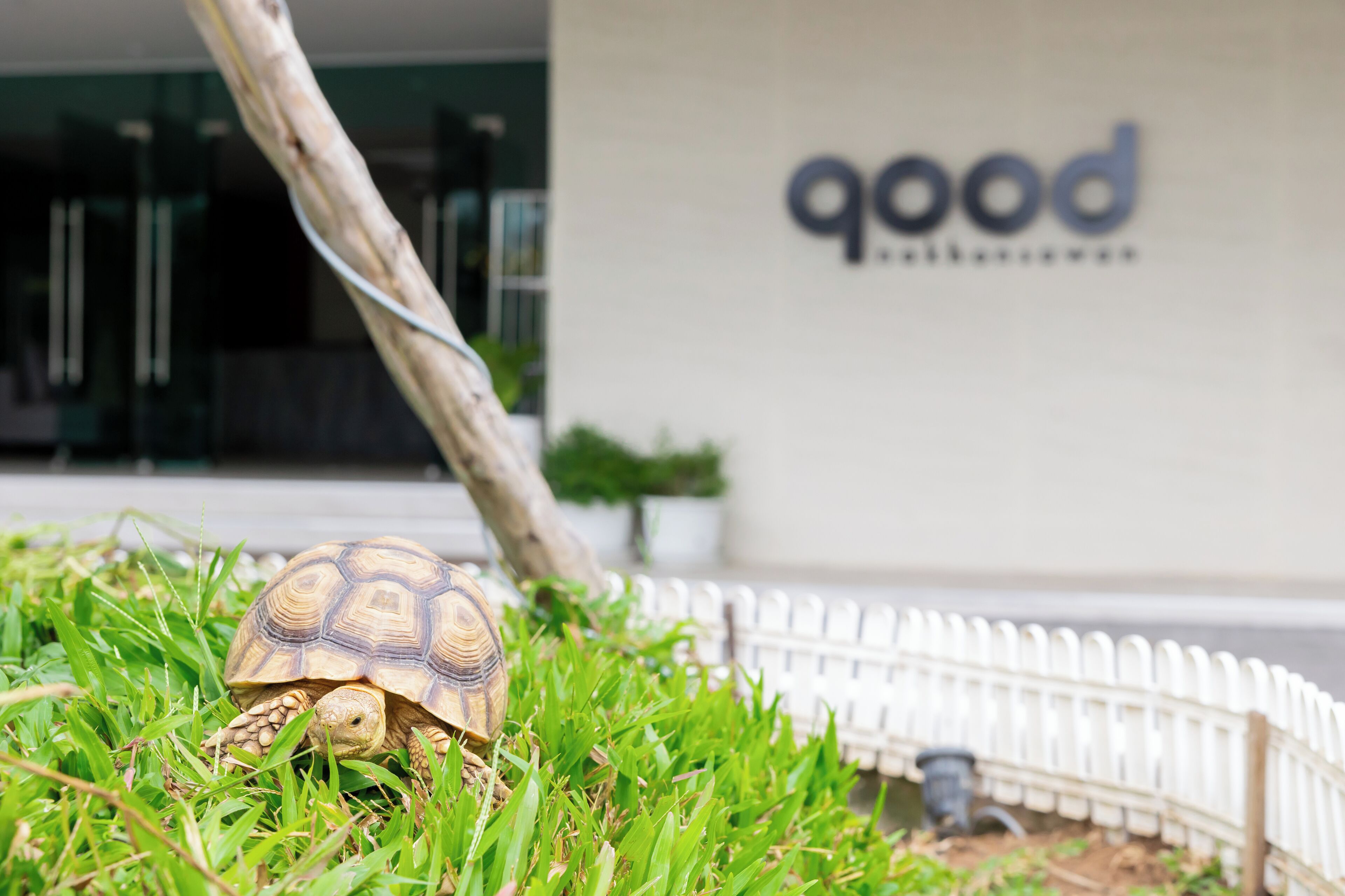 A tortoise on grass in front of a building with a white fence and a sign that reads "good".