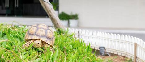 A tortoise on grass in front of a building with a white fence and a sign that reads "good".