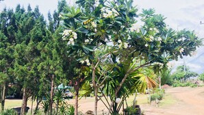 Un jardín con varios árboles y plantas, un sendero y una pequeña estructura.