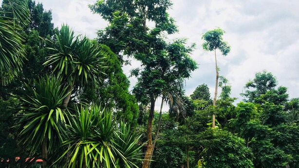 Un jardín con varios árboles, un banco de madera y una mesa.