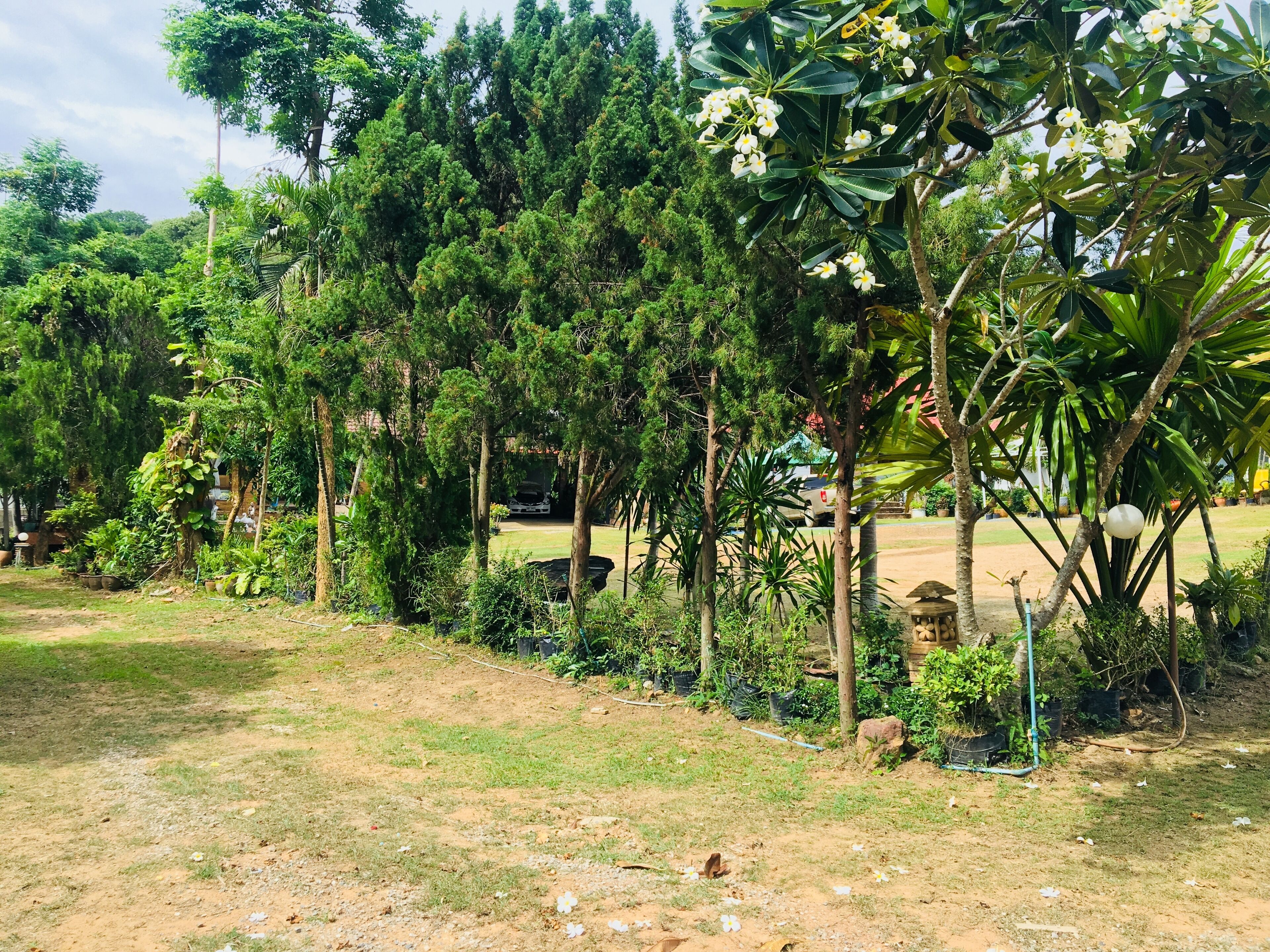 A garden with various trees and plants, a dirt path, and a parked car in the background.