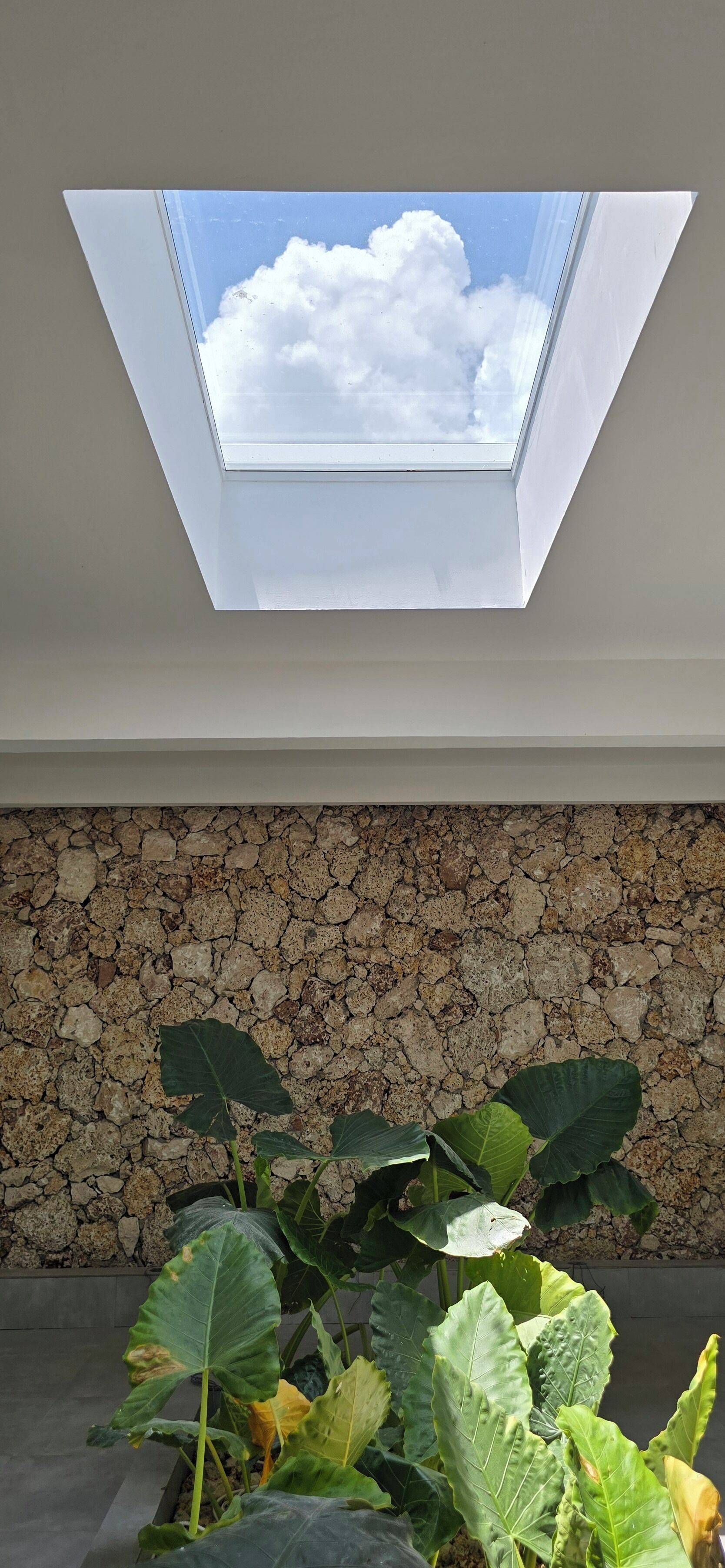A skylight in a room with a stone wall and large green plants.