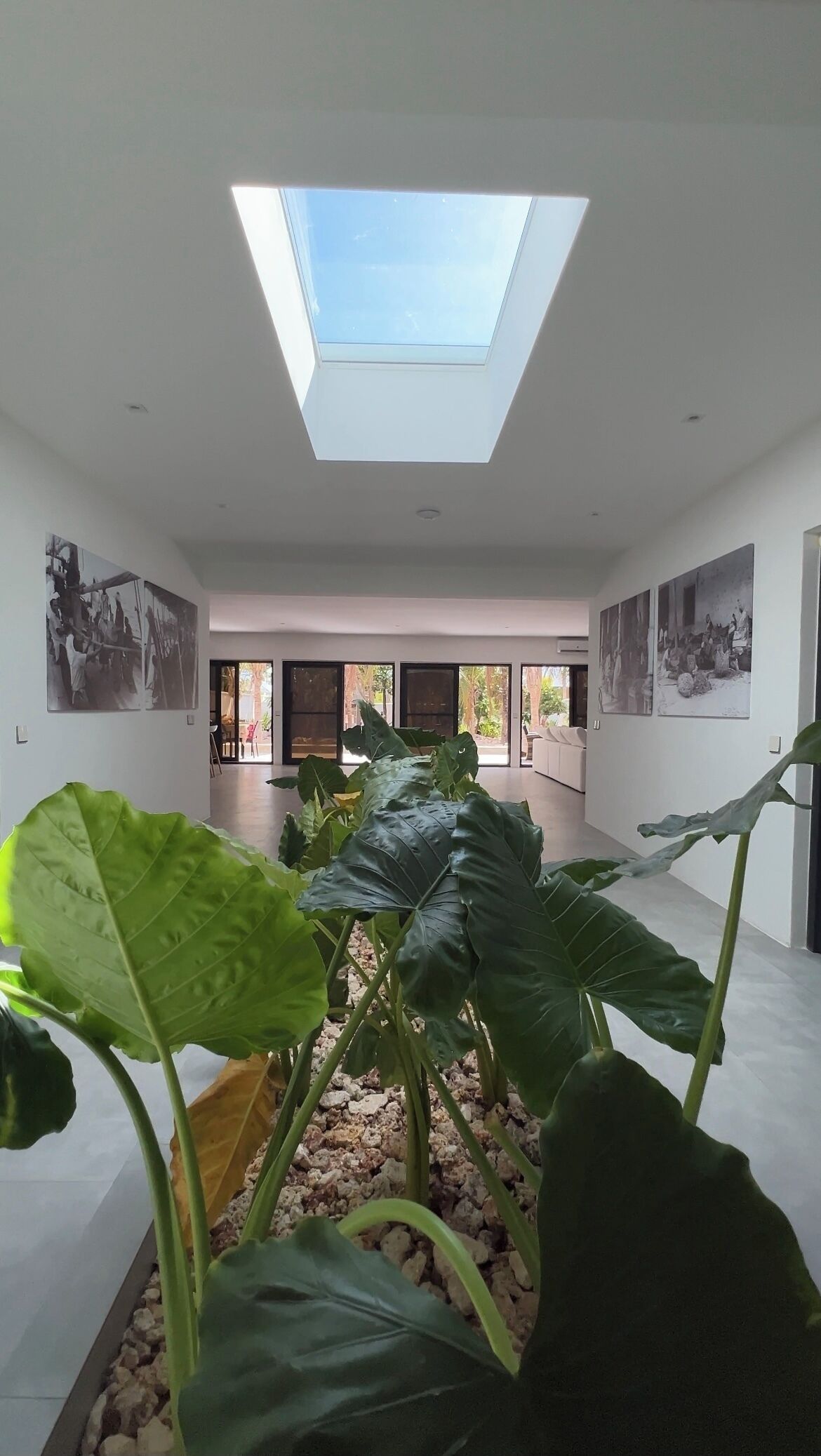 Un intérieur moderne agrémenté d’une verrière, de grandes plantes vertes et d’œuvres d’art accrochées aux murs.