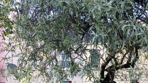 Un edificio con una porta rossa, un albero sullo sfondo e un vialetto lastricato che conduce all'ingresso.