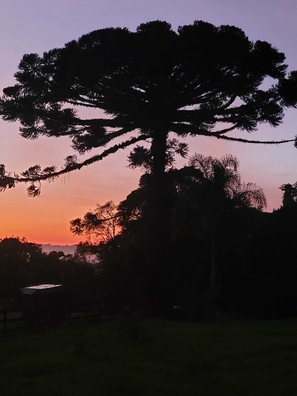 Silueta de un árbol grande contra un cielo al atardecer.