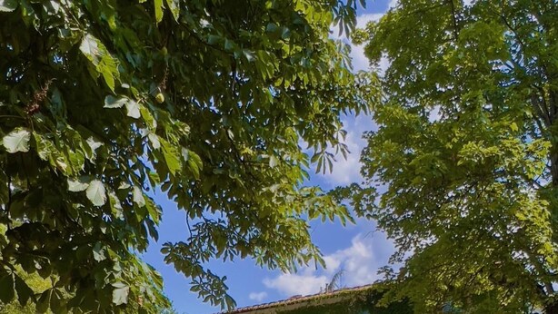 A house with a garden, a pathway, and a large potted plant. - The Ancient Farmhouse in Caiano – a dive into history, books, nature. (Toscana)