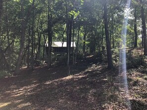 A forested area with a cabin-like structure surrounded by tall trees.