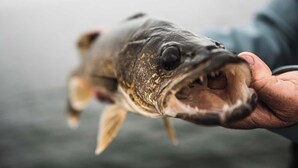 A close-up of a fish held in a person's hand. - Cabin 19 - 1 Bedroom with spacious loft (Isle)