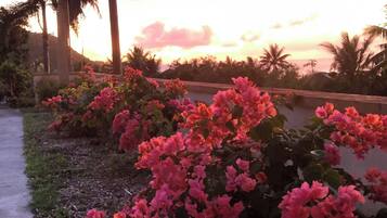 Um jardim com flores de bougainvillea rosa e palmeiras ao pôr do sol.