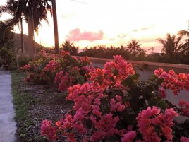 A garden with pink bougainvillea flowers and palm trees at sunset.