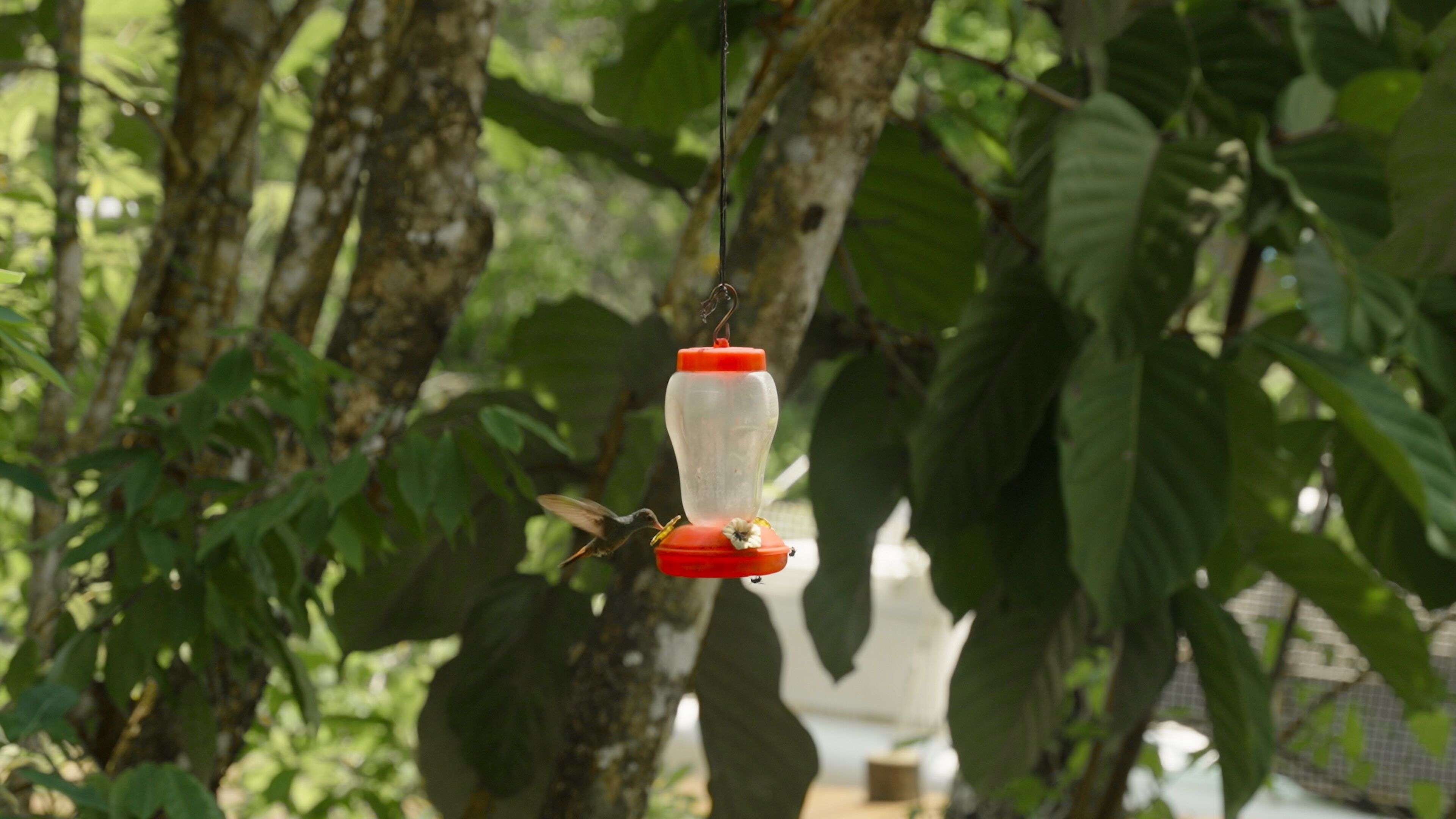 A bird feeder hanging from a tree branch in a garden setting.