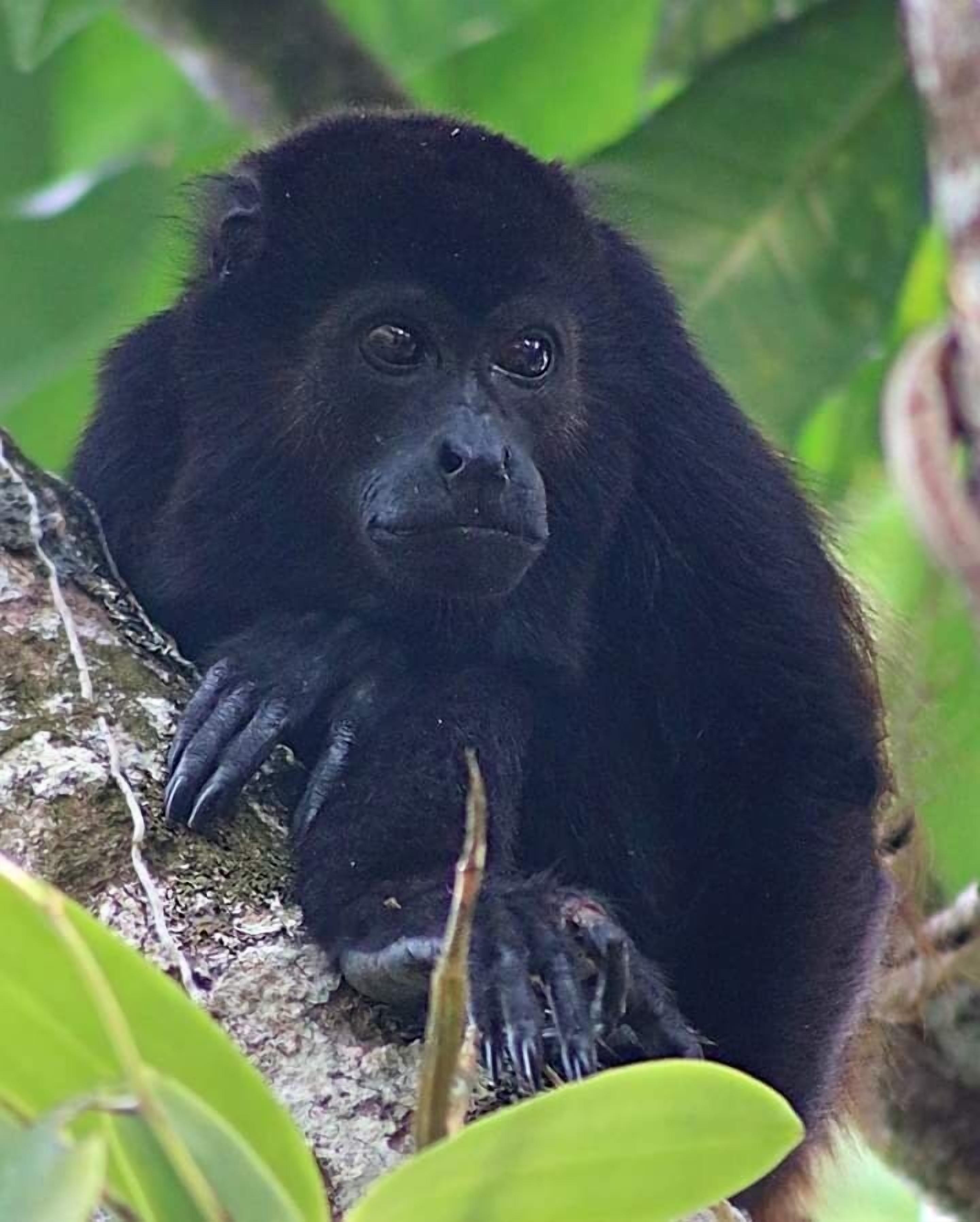 A gorilla in a natural setting with dense foliage.