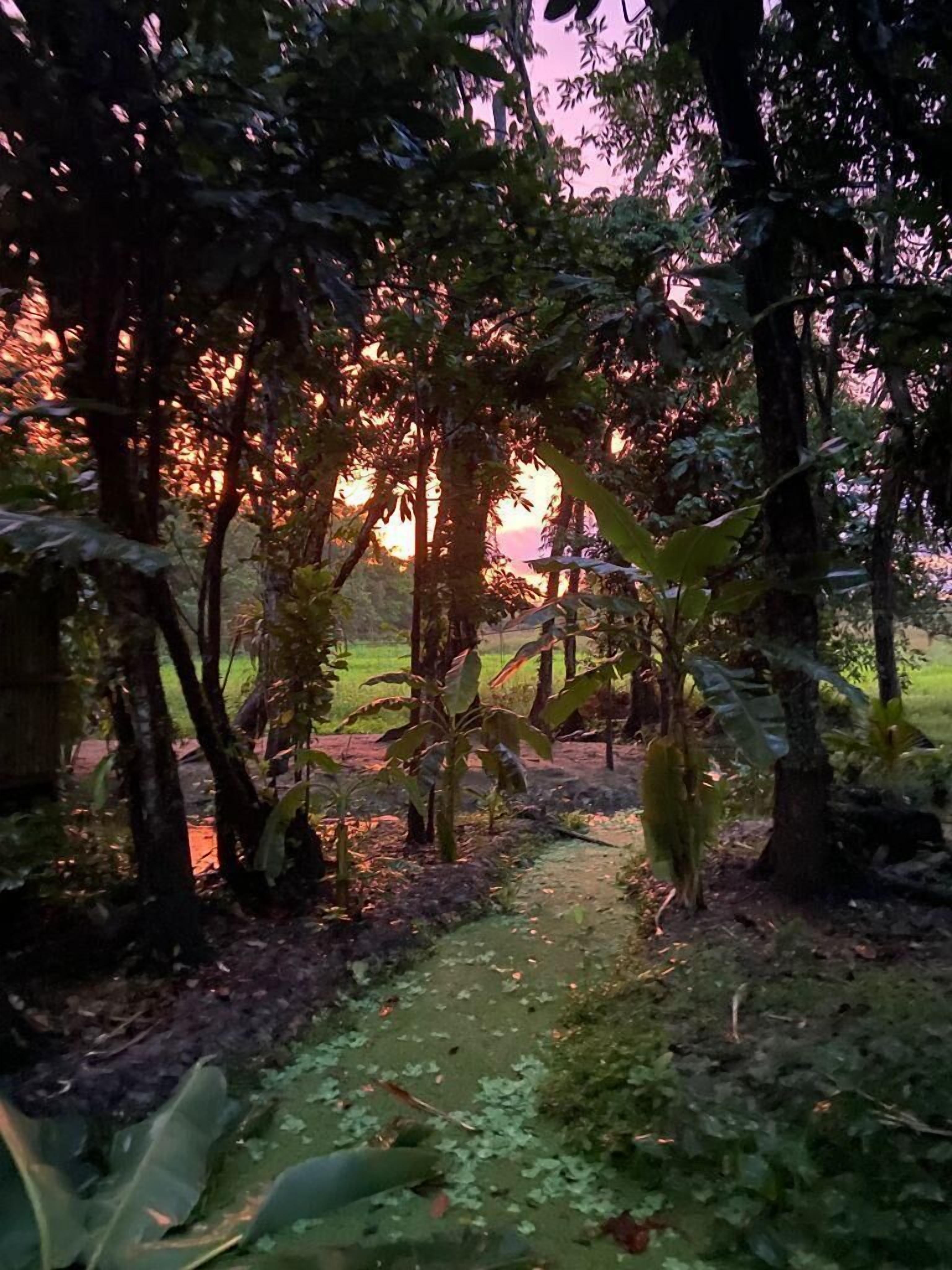 Un área boscosa con un sendero de tierra que la atraviesa.