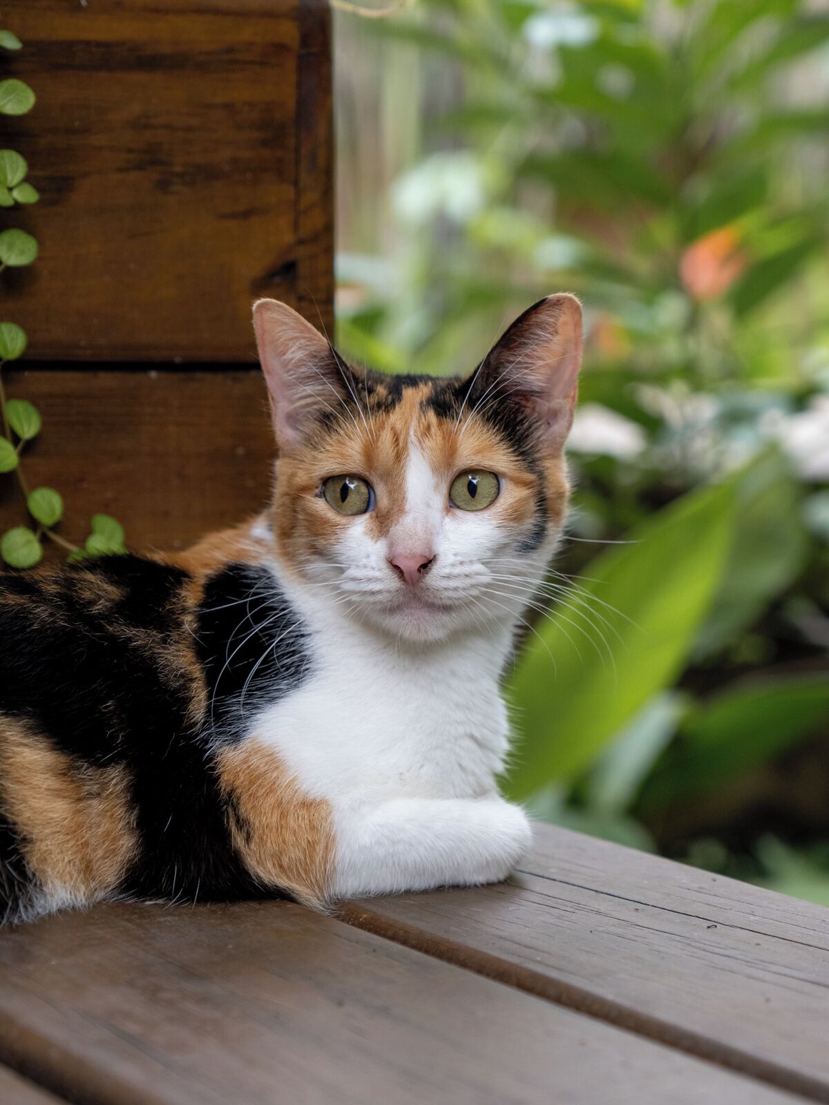 A cat with a white, black, and orange coat lying on a wooden surface.