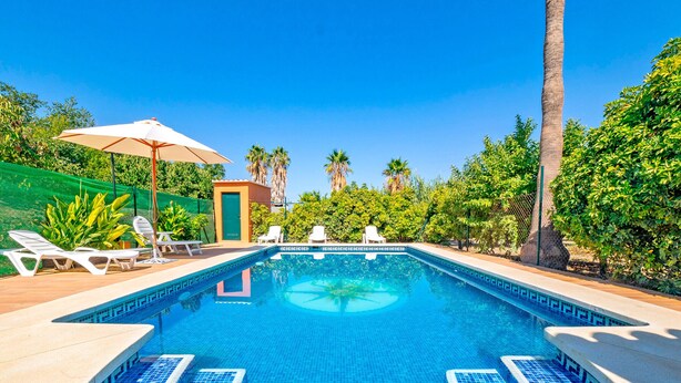 Una piscina con bordo piastrellato, circondata da sedie a sdraio e una palma.