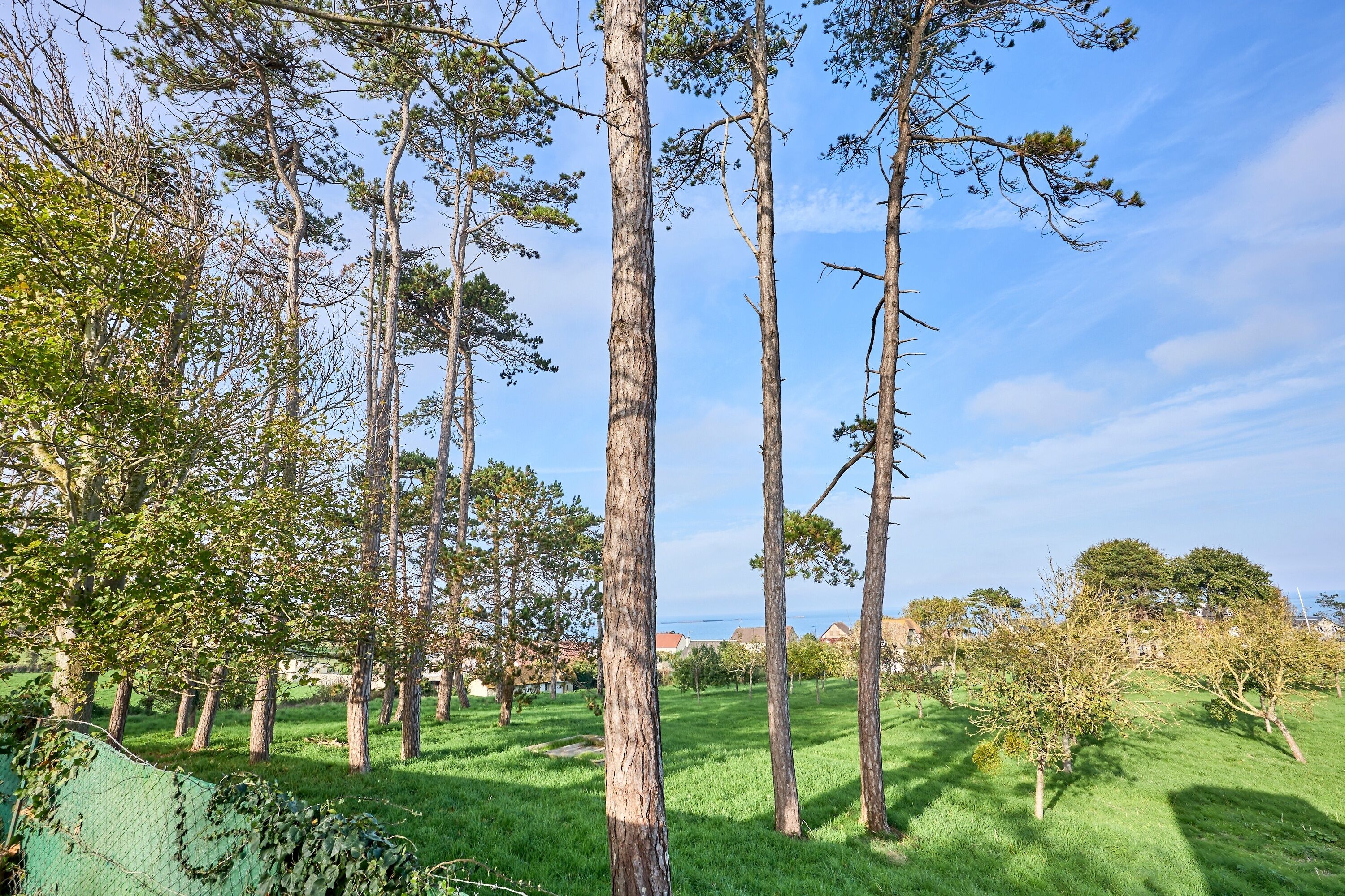 A grassy area with tall trees and a clear sky.