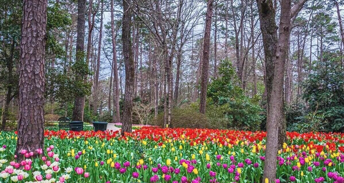 A forested area with a variety of tulips in full bloom.