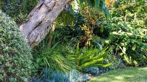 A garden with a variety of plants, a large tree trunk, and a grassy area. - Rye Botanica-Swim Spa, renovated, amazing garden (Rye)