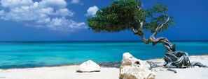 A beach with a single tree, clear turquoise water, and a clear sky. - Beija Flor Entire home in Oranjestad, Aruba (Opal)