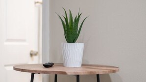 A small round table with a white vase and a green plant. There are two stools with black legs.