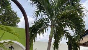 A modern building with a green facade, large windows, and a palm tree in the foreground.