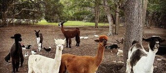 Alpaca Acres Ranch: 2br  Farmhouse in Wimberley near Wineries on 10acres Ranch