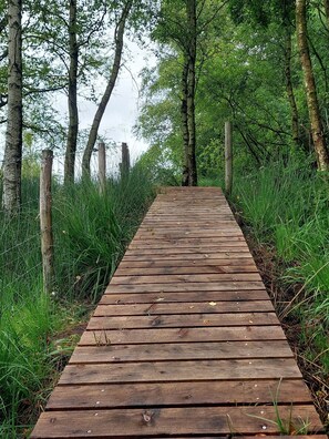Un sendero de madera que atraviesa un bosque.