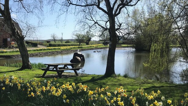 A park with a pond, a picnic table, and daffodils. - Lovely holiday home on Lolland (Errindlev)