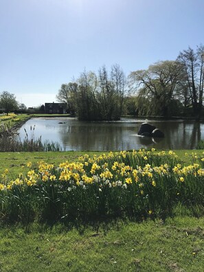 Eine friedliche Flusslandschaft mit einer grünen Vordergrundfläche, einem Teich und Bäumen im Hintergrund.