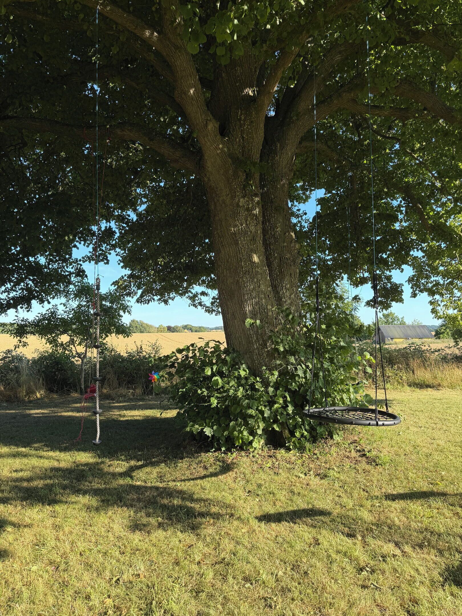 A large tree with a swing hanging from its branches, set in a grassy field with a clear sky.