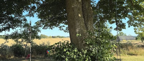 A large tree with a swing hanging from its branches, set in a grassy field with a clear sky.