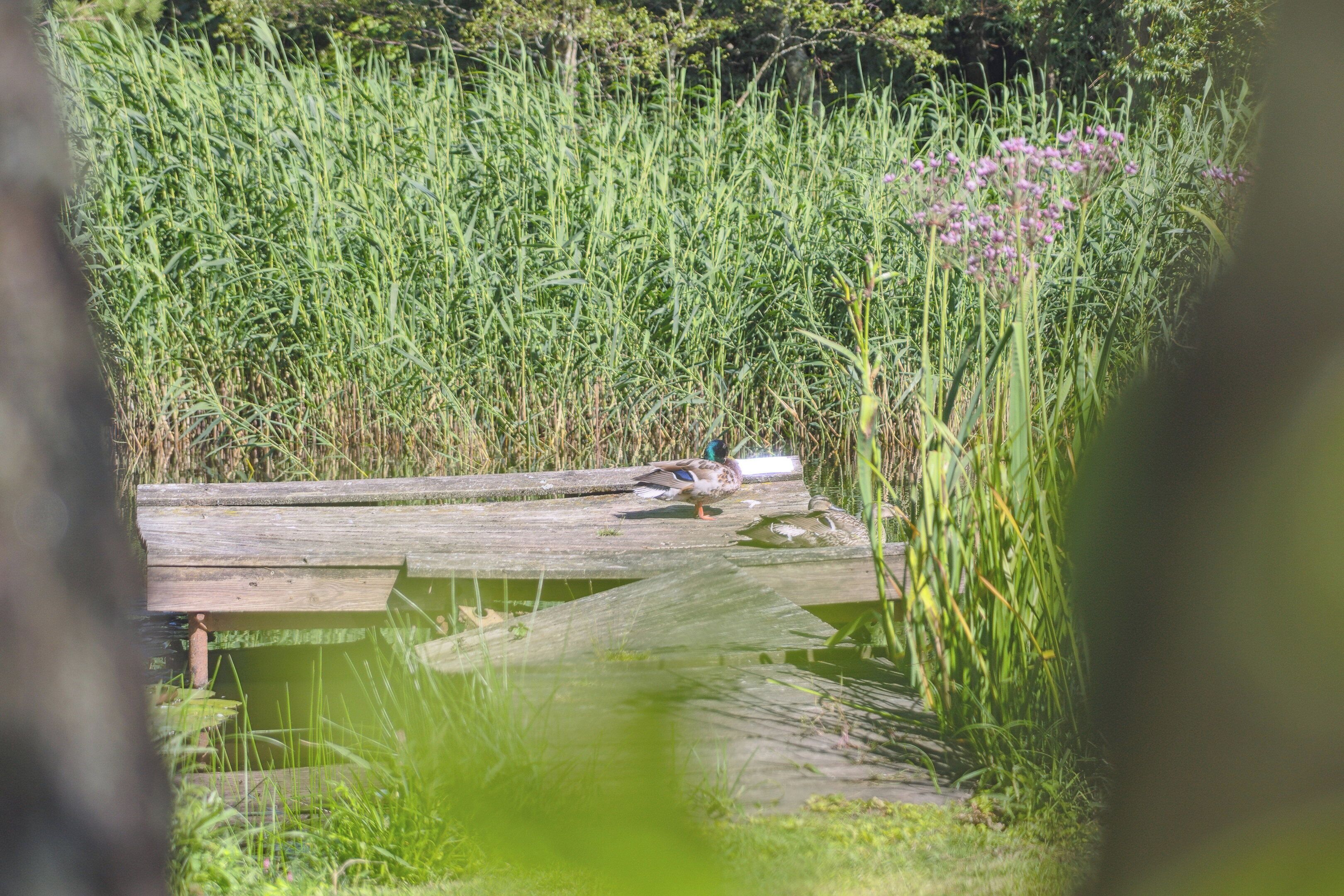 A wooden dock extending into a pond surrounded by dense greenery and tall grasses.