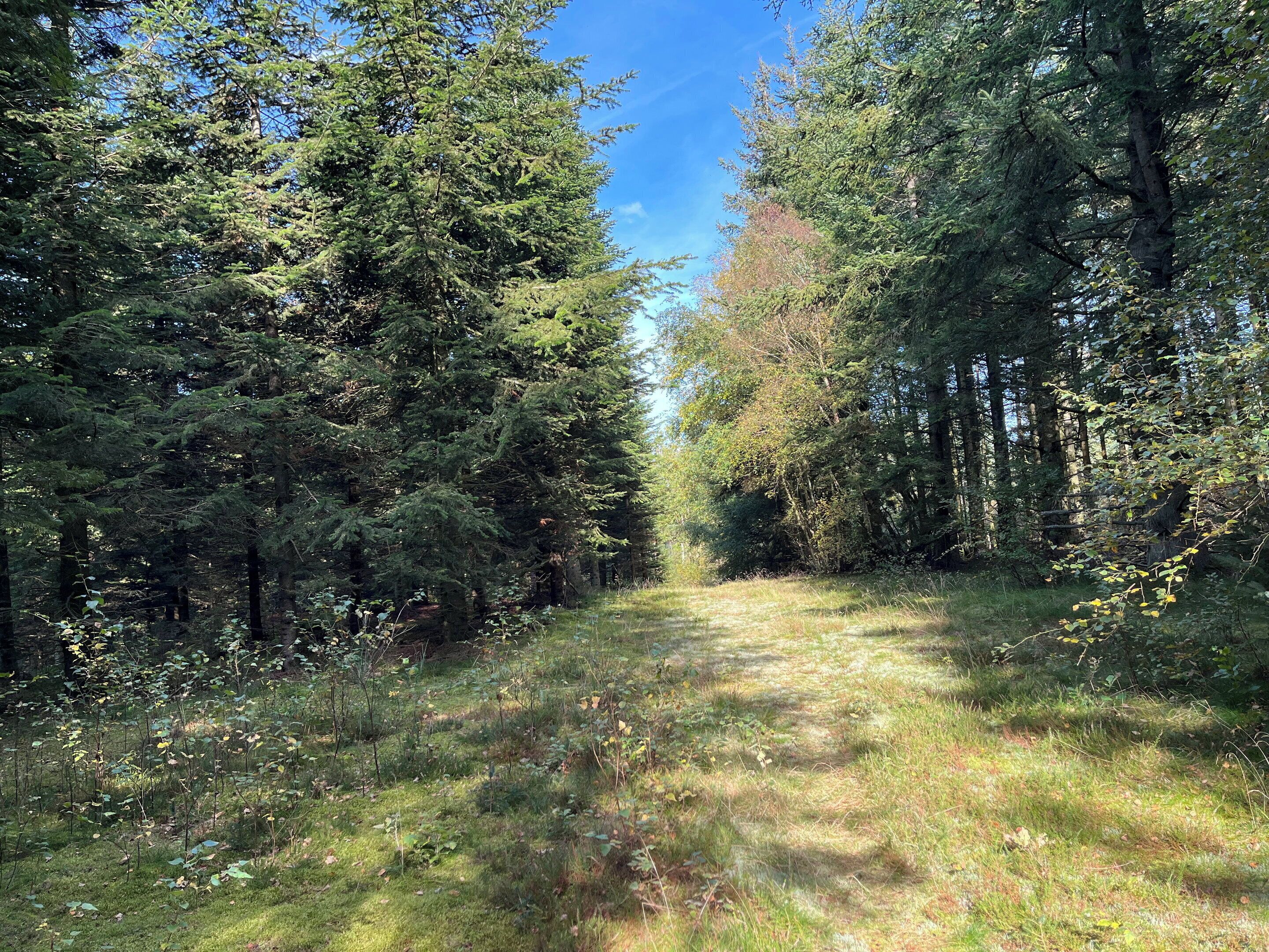 A forest path with dense trees and a clear sky.