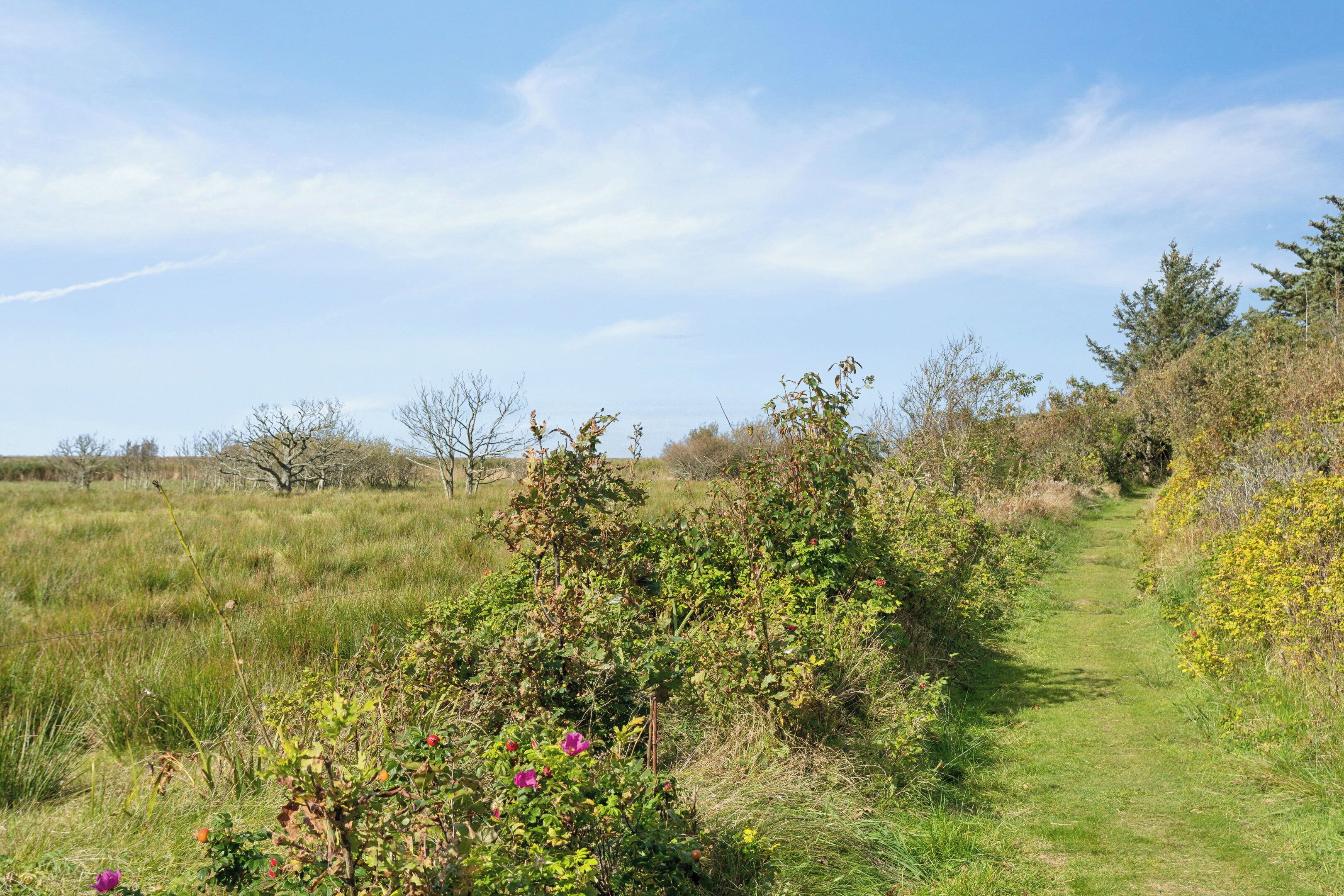 Un sentier bordé d’arbustes et d’arbres, qui s’étend jusqu’à un horizon lointain.