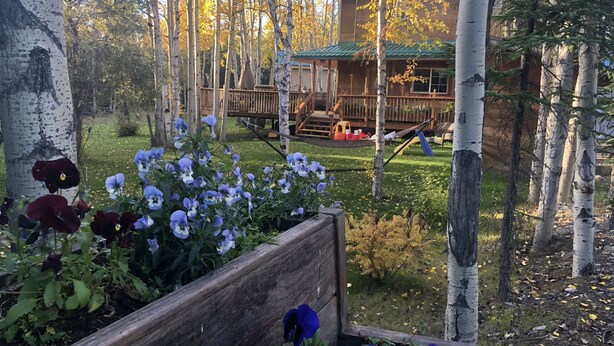 A wooden deck with a view of a cabin surrounded by birch trees.