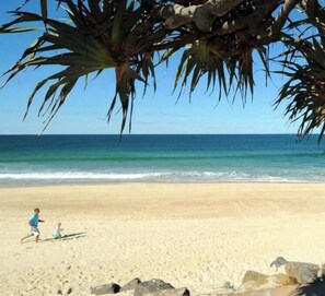 A beach scene with a clear sky, ocean, and a tree with long leaves.