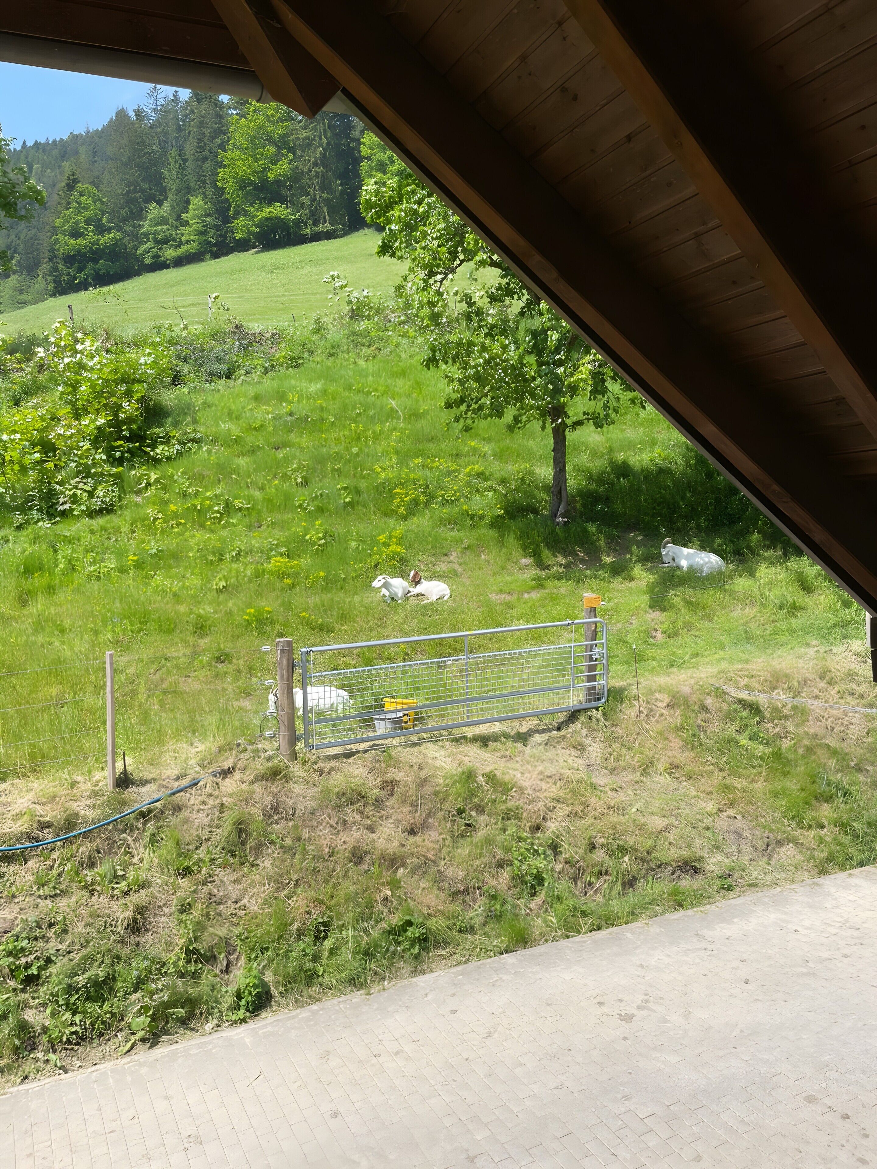 Blick auf ein grünes Feld mit einem Zaun und einem Gebäudebauwerk.